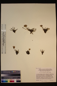 Pyrrocoma apargioides image